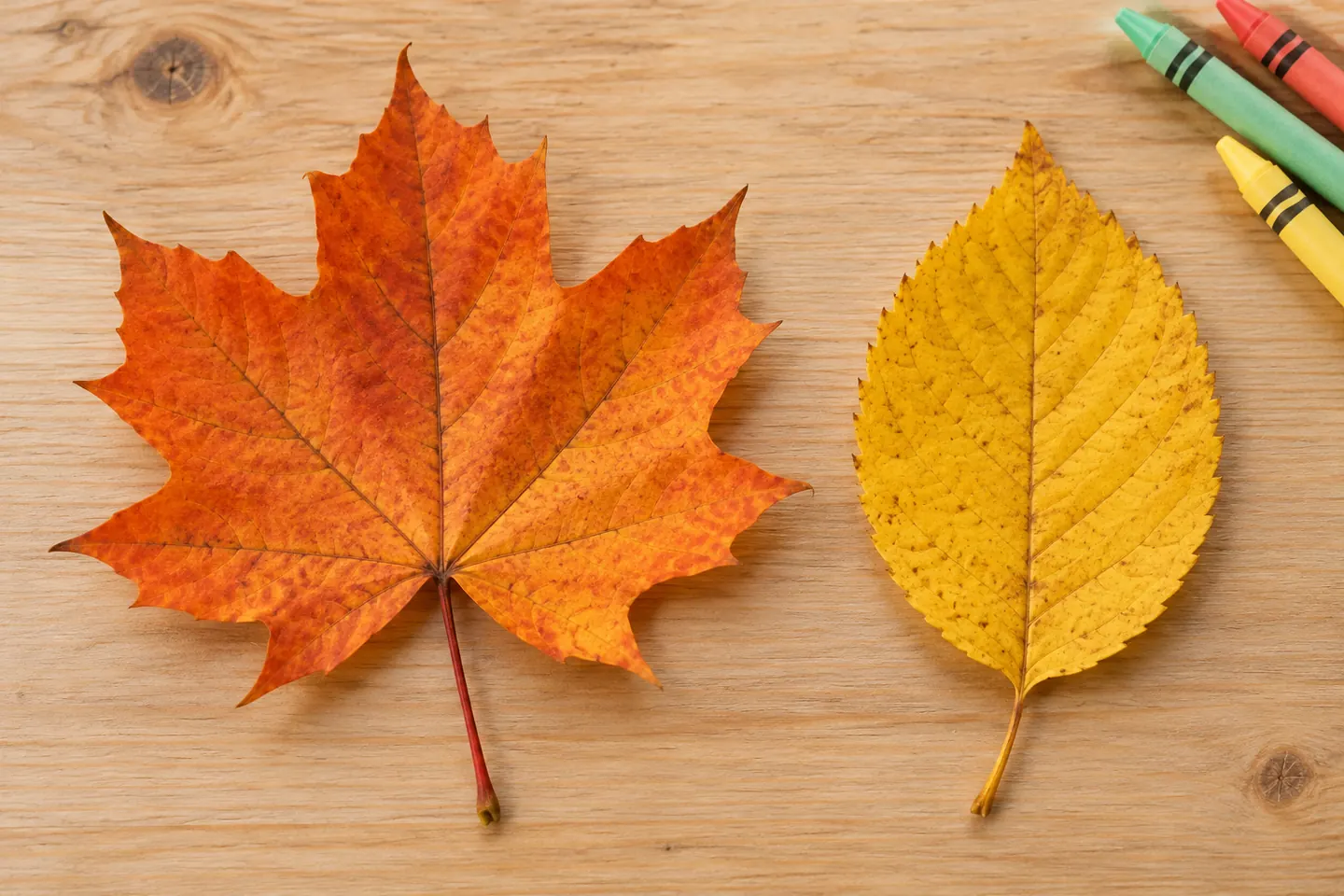 Orange lobed and yellow oval leaves lie side by side with their edges and veins visible.